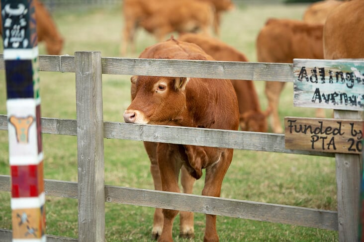 Brown Cow